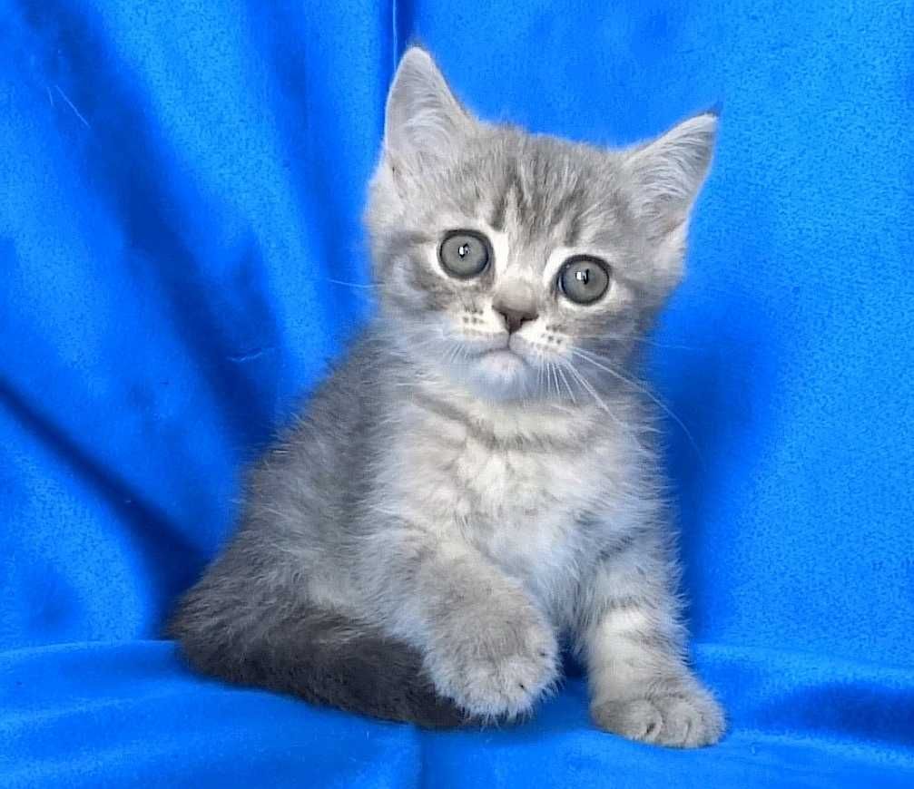 Късокосмести сиви котенца