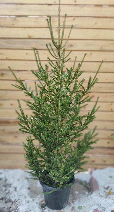 Живая ёлка, новогодняя ёлка сруб, хвойный аромат!