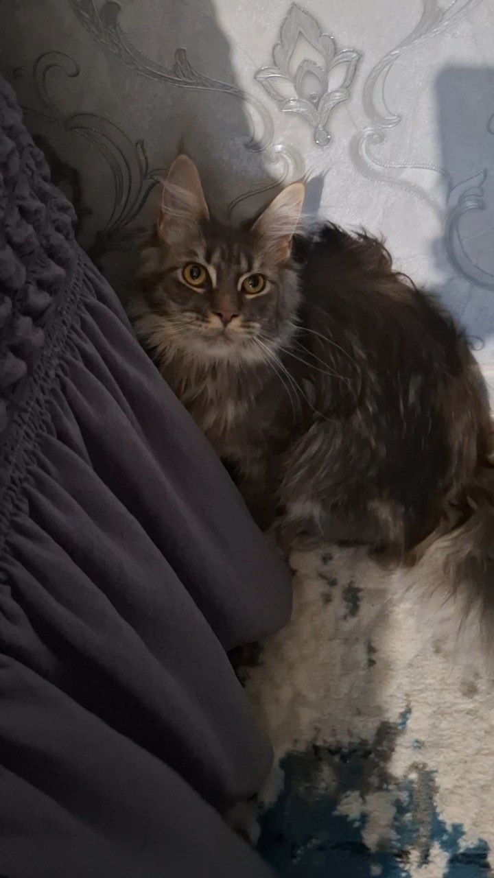 Кошка мейн кун. Для вязки