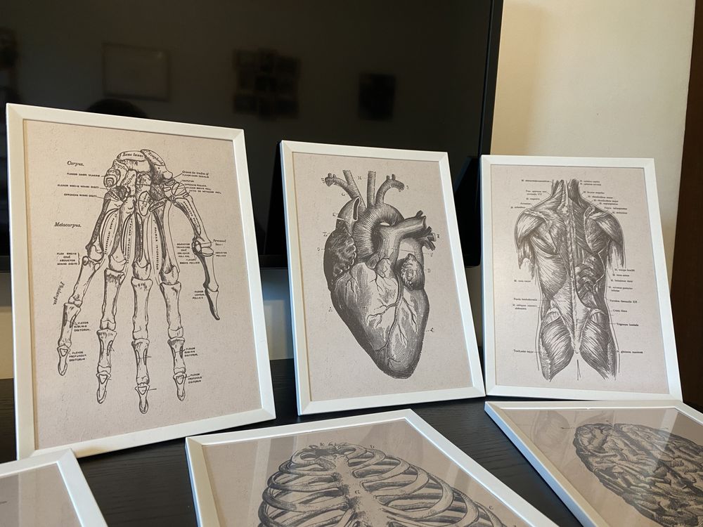 Tablouri medicale, viscere, elemente osoase, muschi