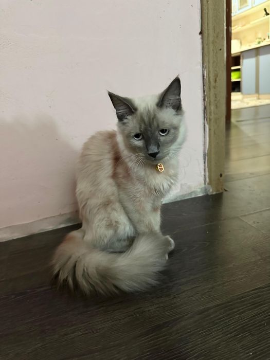 Продается кошка невская маскардная