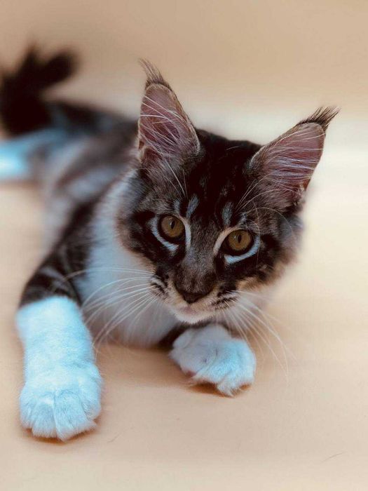 Pisica Femela Maine Coon cu pedigree (WCF AUTORIZATA) Livrare