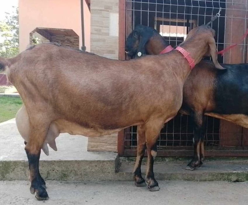 Anglonubiana la prima fătare.