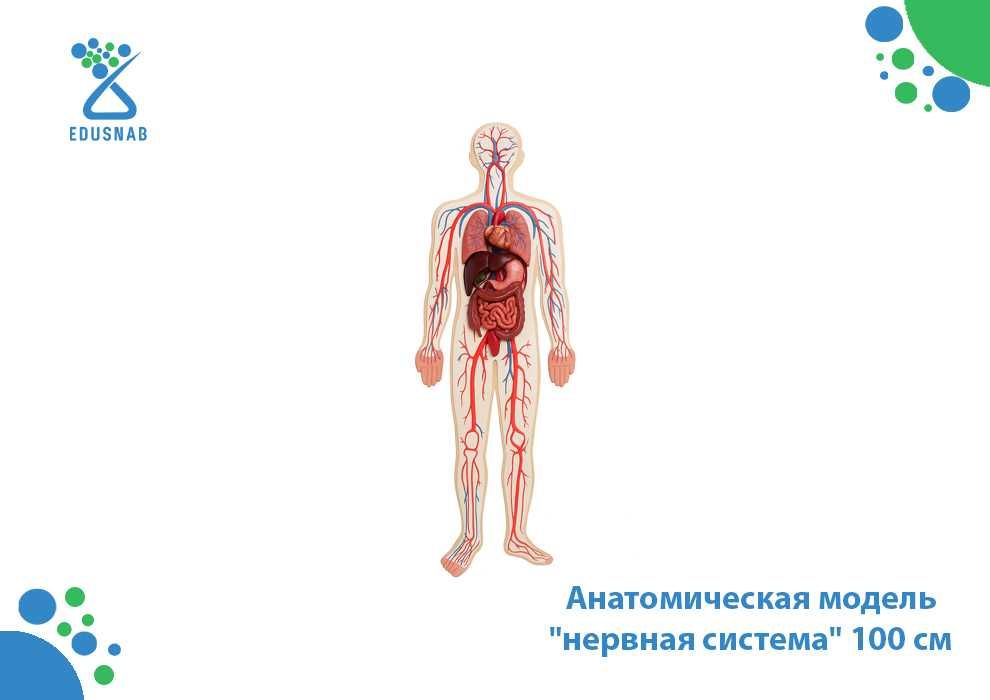 Анатомическая модель "нервная система" 100 см