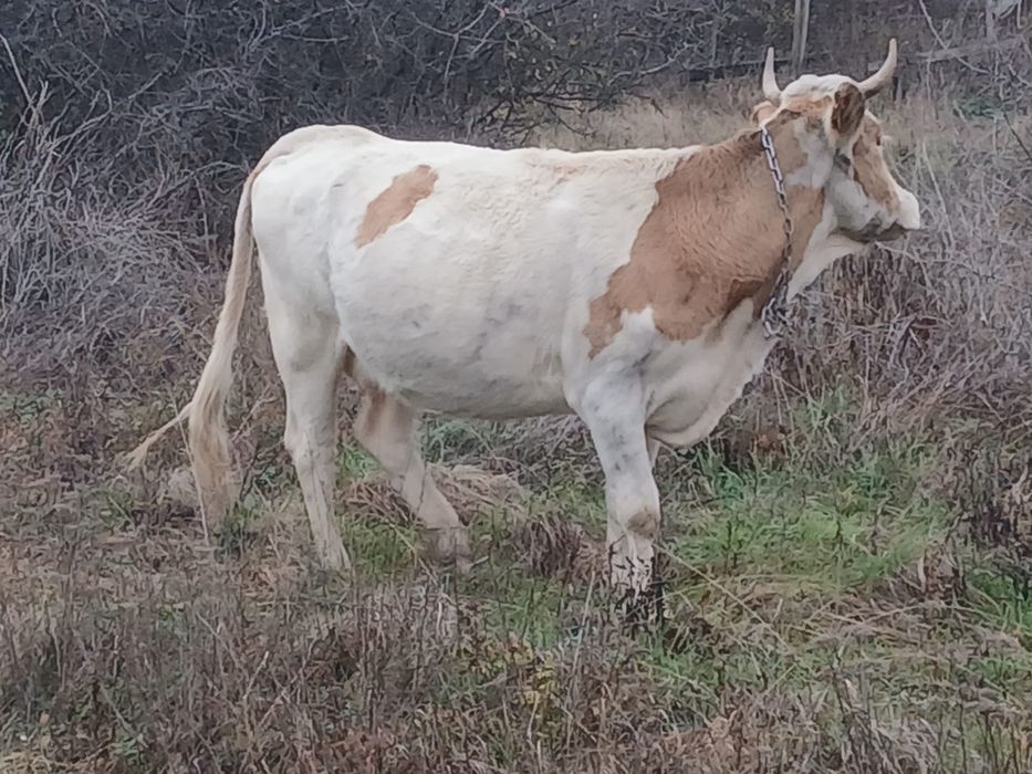 Vând vaca cu vițea preț negociabil