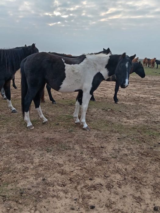 Соғымға құнан байталдар сатылады