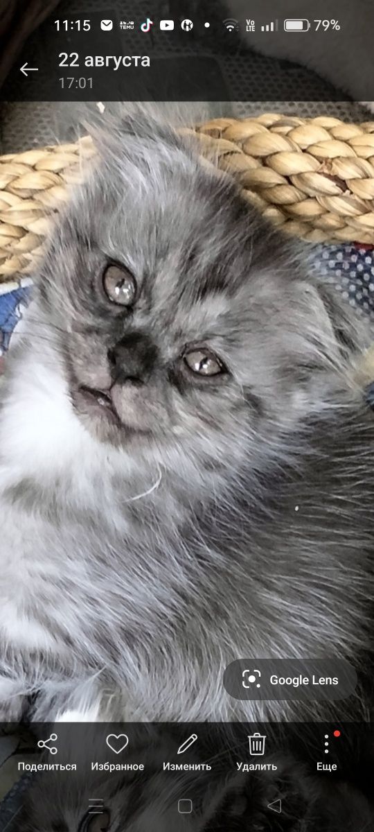Продам красивых шотландских котят