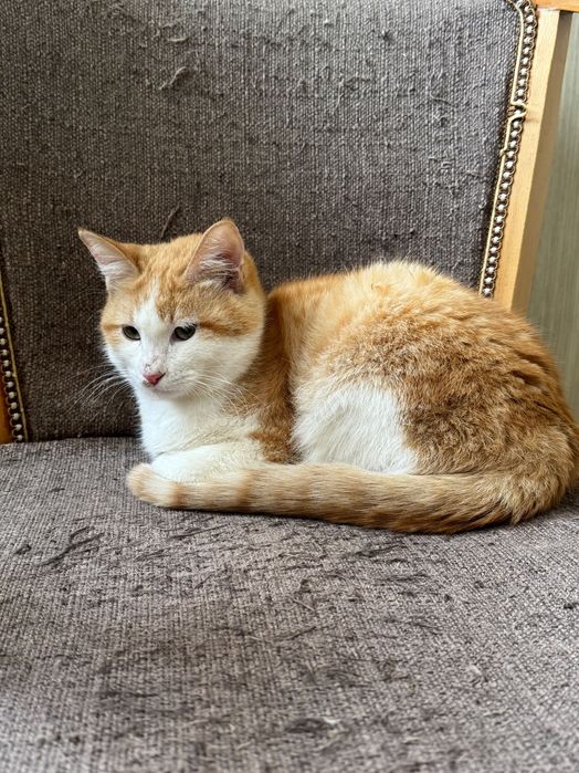 Пристраивается котенок