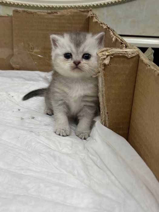 Продам чистокровных шиншилл.в наличии мальчик и девочка