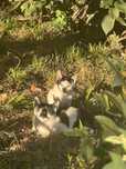 Pisică sterilizată + pui de adoptat