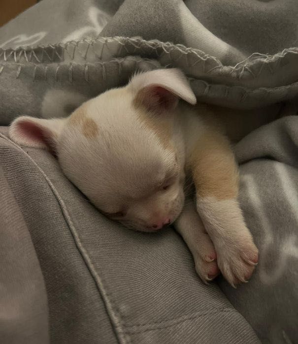 Продава се бебе мини чихуахуа на 7 седмици с втора ваксина