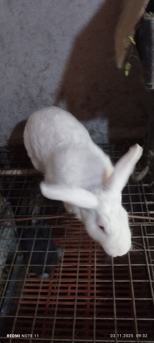 Куёнлар бор ики хилидан гошгаям кесип берамиз тирик лаям берамиз