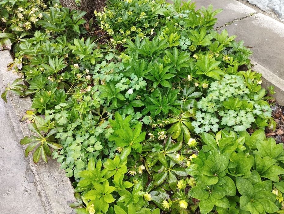 Продает  Цветок морозка