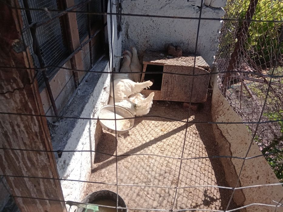 Бял Легхорн ярки на 5месеца