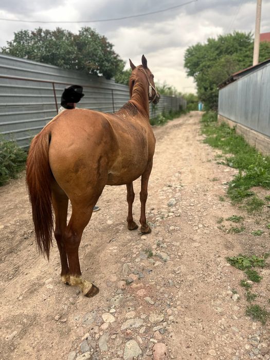 Буаз биелер     .