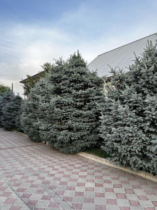 Продам Голубые Ели, крупномеры от 4-до 8 метров