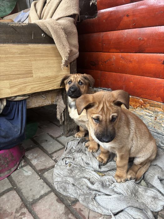 2 pui de caine talie mare baieti