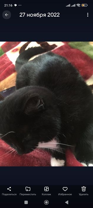 Отдам кошку молодая