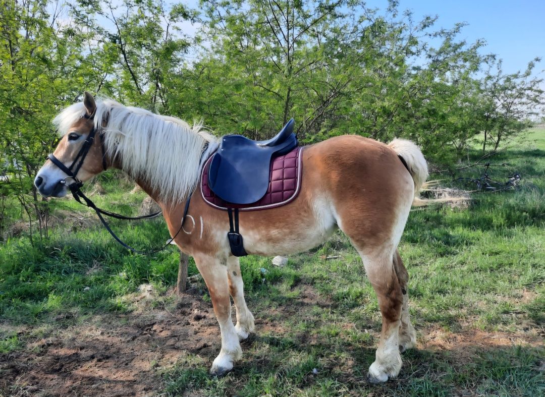 Vand iapa Haflinger cu pedigree