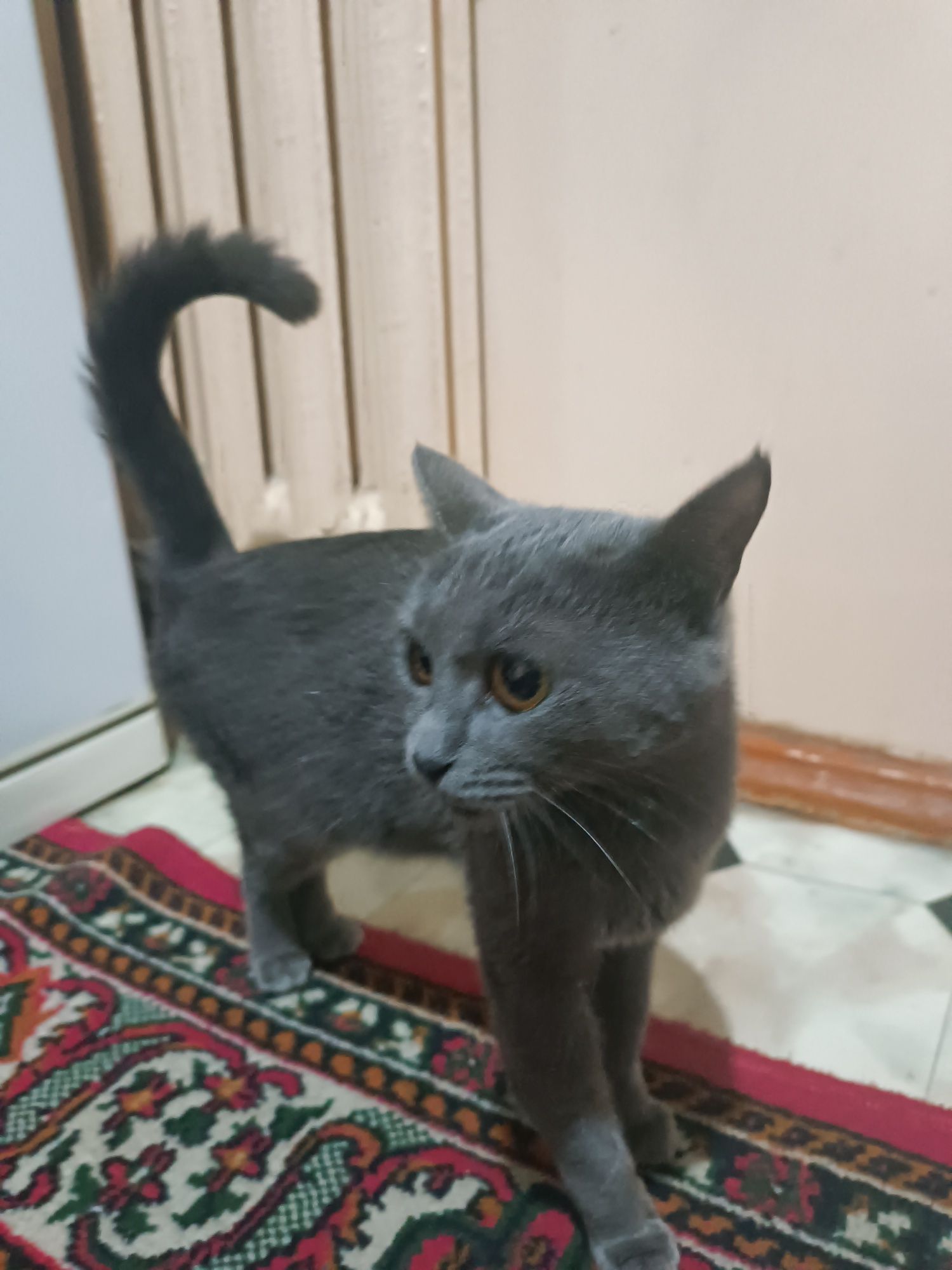 Brtanskiy mushuk qiz bola qornida bolasi bor