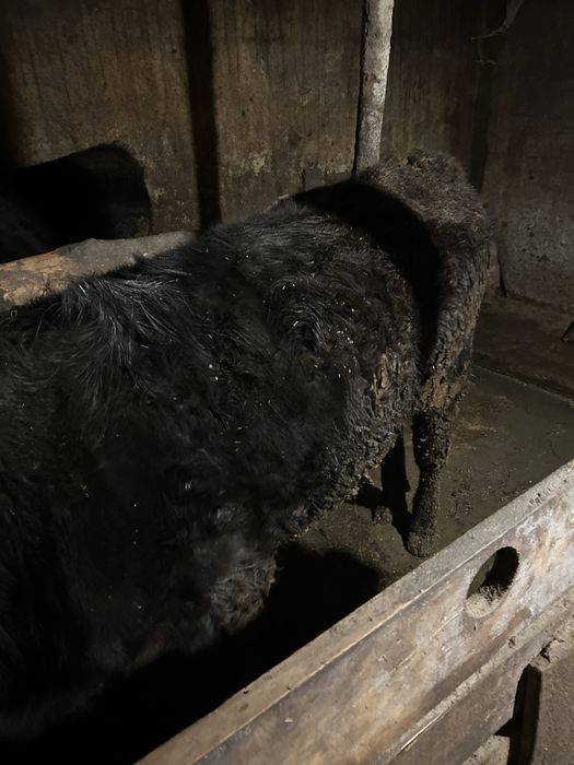 Vand vite de vanzare