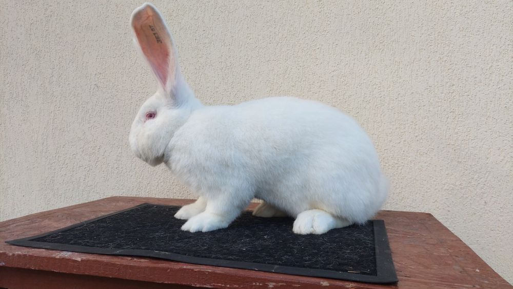 Iepuri uriași germani albi mascul și femela