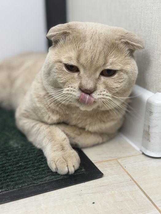 Шотландский вислоухий кот (Скоттиш-фолд) возраст 2года (08.11.23г д.р)