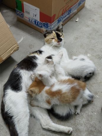 3 месечни котки търсят добър дом
