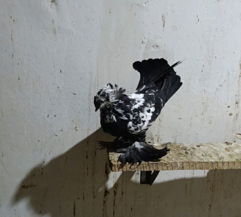 Бухарские барабанщики разных цветов