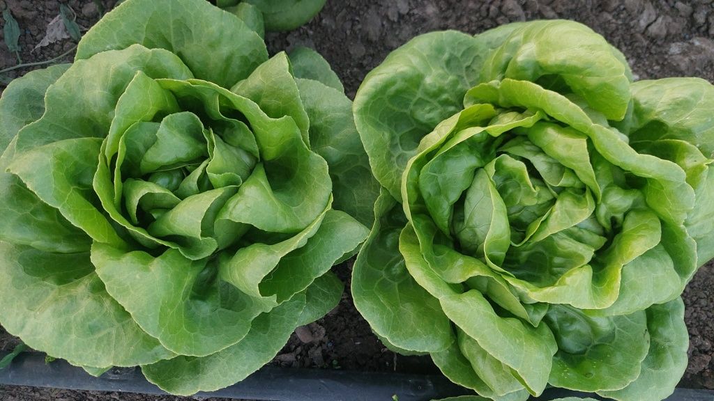Salată verde normala
