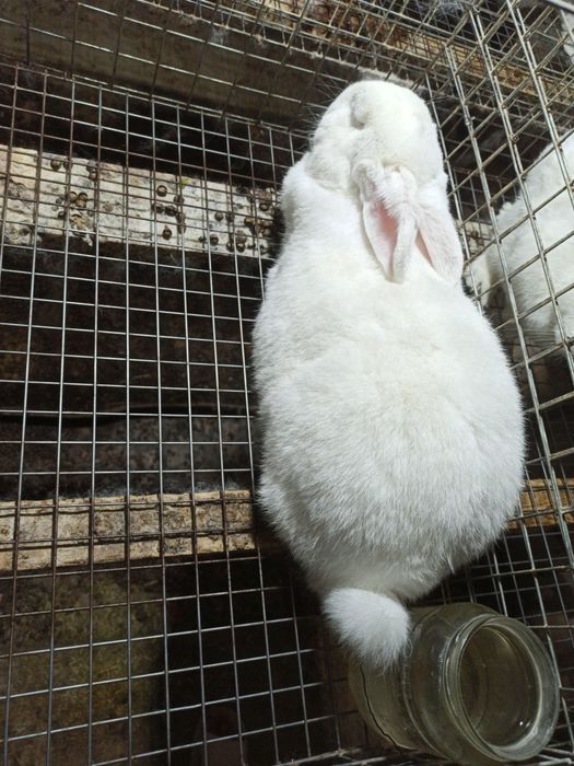 Assalomu alaykum Yangi Zelandiya va Kaliforniya zotli quyonlar sotilad