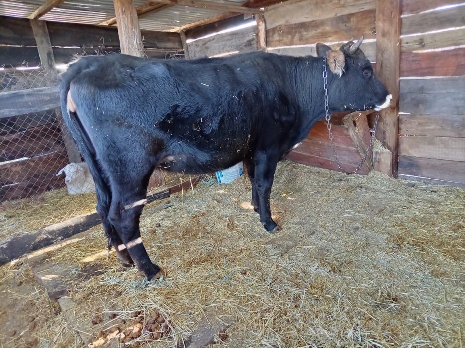 продам корову хорошую