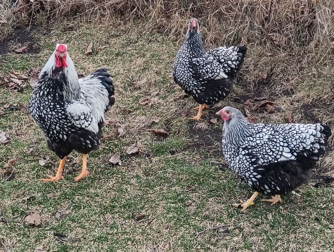Oua găini wyandotte argintiu