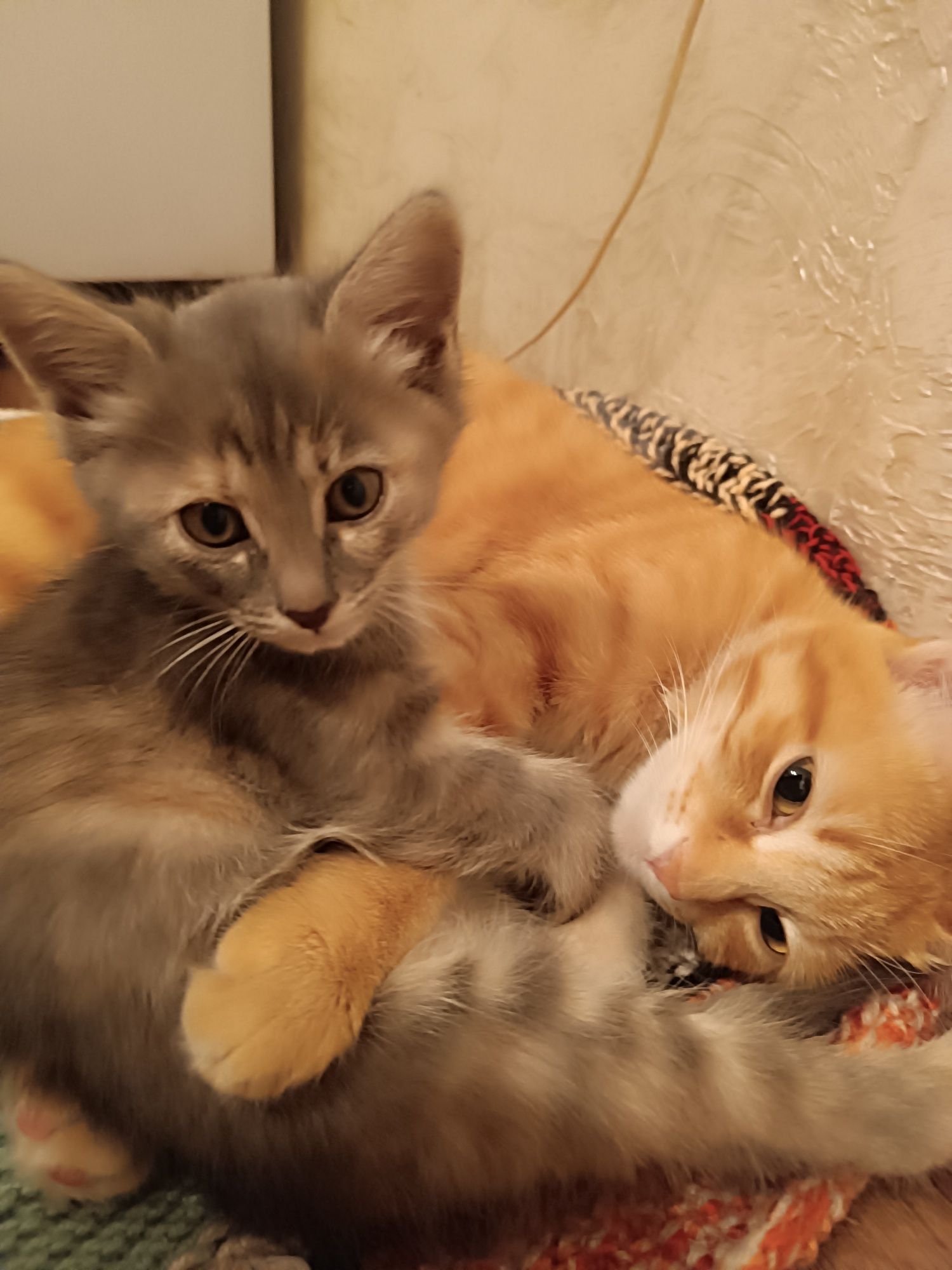 Отдам котенка, девочка