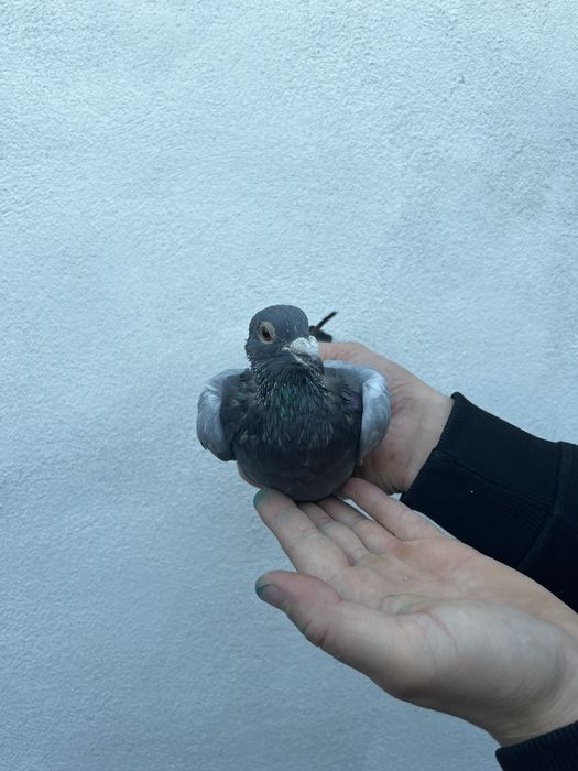 Mascul 2024 din Gaby Vandenabeele !