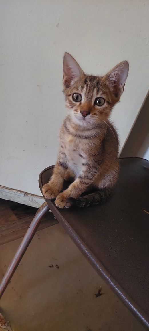 Котята. Г. Шымкент.Казбалейторг