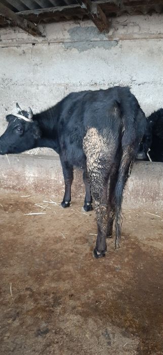 Бузаулы сиыр сатылады