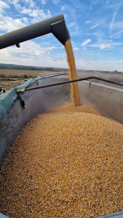 Porumb boabe  an 2025