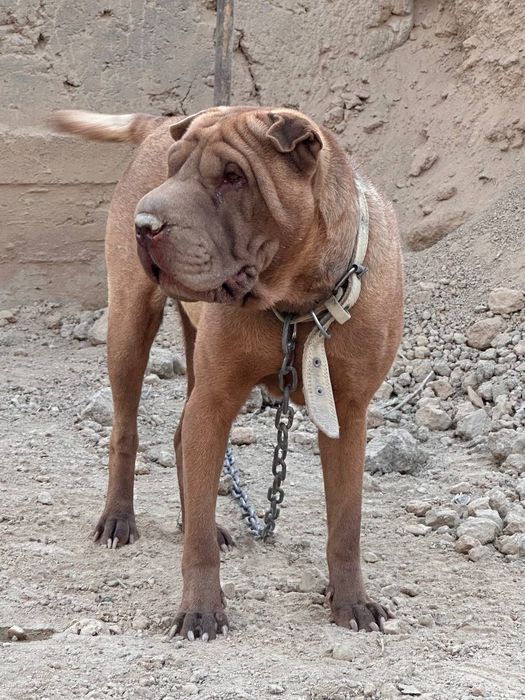 Шарпей сотилади аи