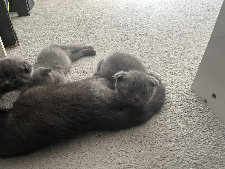 Котенок девочки и мальчик