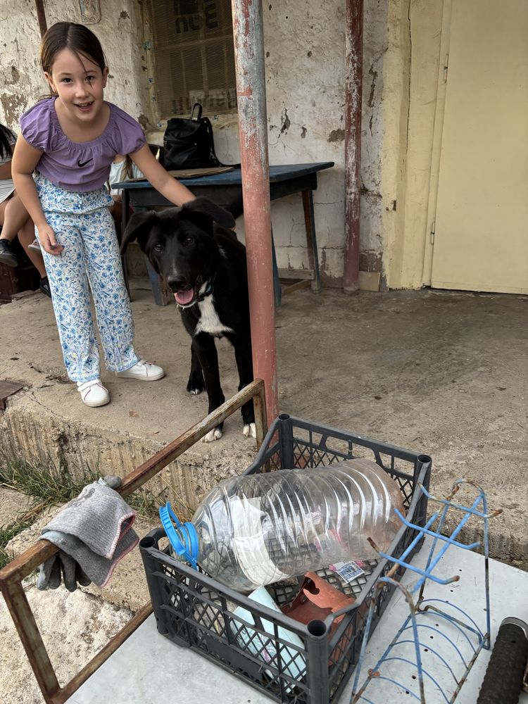 Подарявам дворно куче