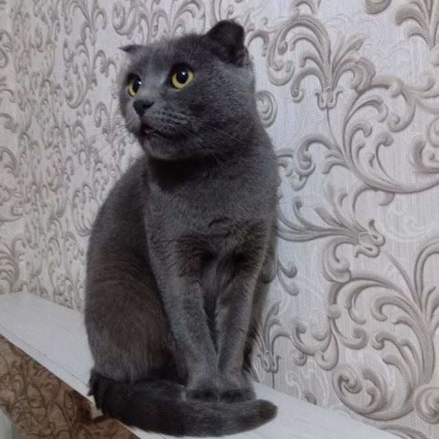 Toshkent shahar Mushuk qiz bola ismi muiza juda yuvosh mehribon