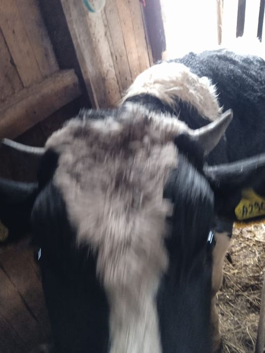 Продам быка с откорма