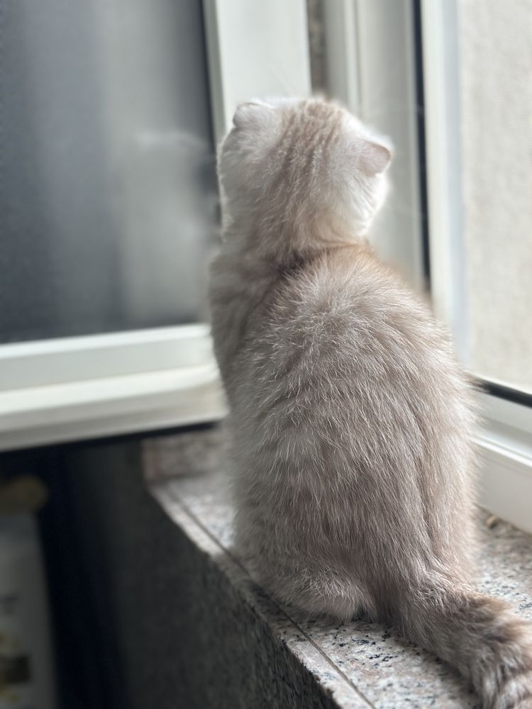 British si Scotish shorthair