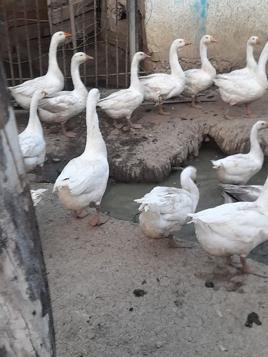 Gâște albe românești
