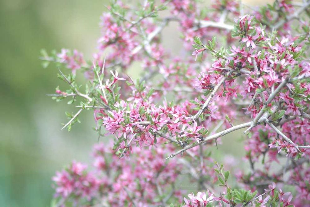 Юпитер-11 (135/4) + адаптер fujifilm x