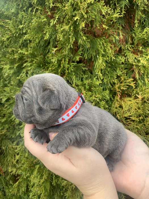 Френски Булдог French Bulldog Blue и Blue Merlle