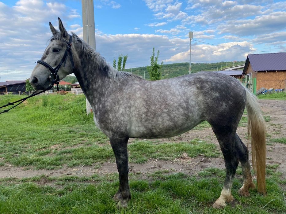 Iapă 4 ani , rasă PSA×Kunfakó