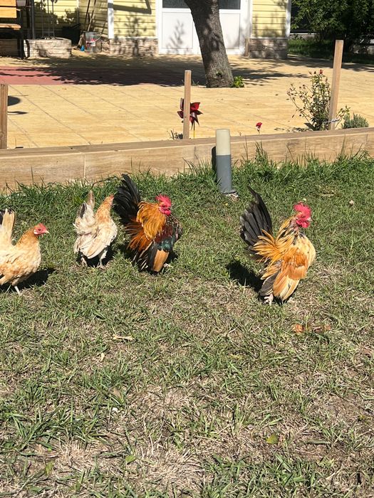 Продавам елитни кокошки серами