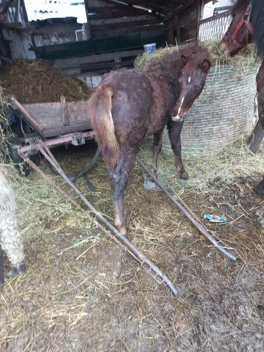 Vând cârlan de 6 luni